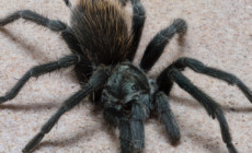 Aphonopelma paloma – ptasznik