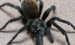 Aphonopelma paloma