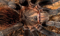 Aphonopelma anax – ptasznik