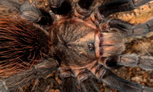 Aphonopelma anax