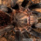 Aphonopelma anax – ptasznik