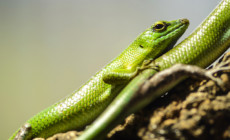 Lamprolepis smaragdina – scynk szmaragdowy