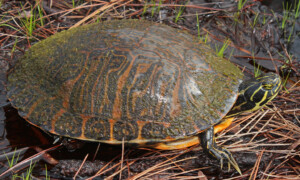 Pseudemys spp. – żółwie