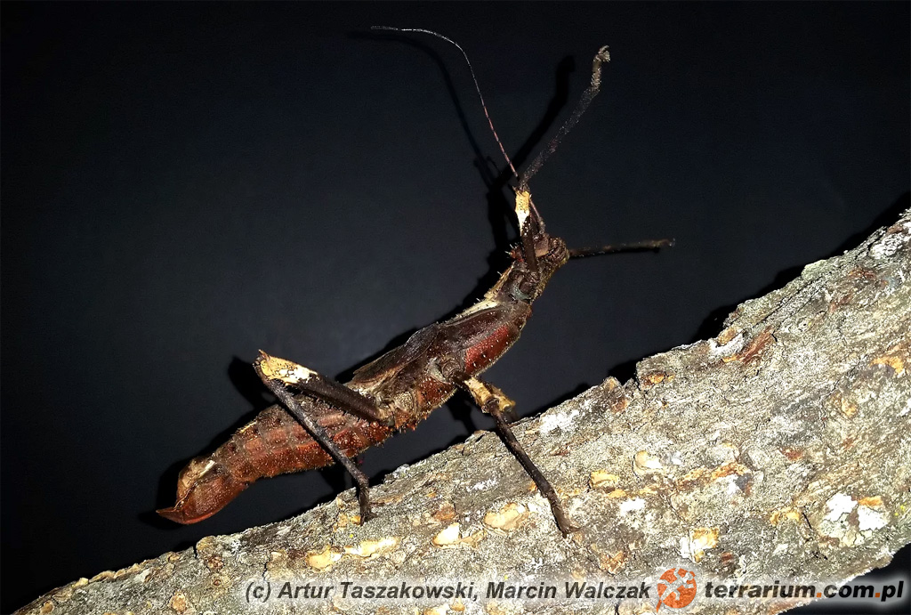 Haaniella saussurei – samica