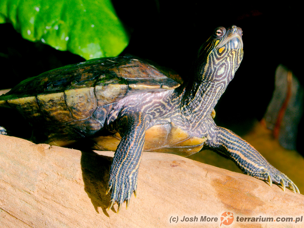 Graptemys barbouri – żółw, dorosły osobnik