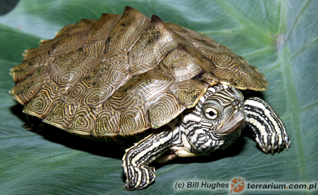 Graptemys caglei – żółw