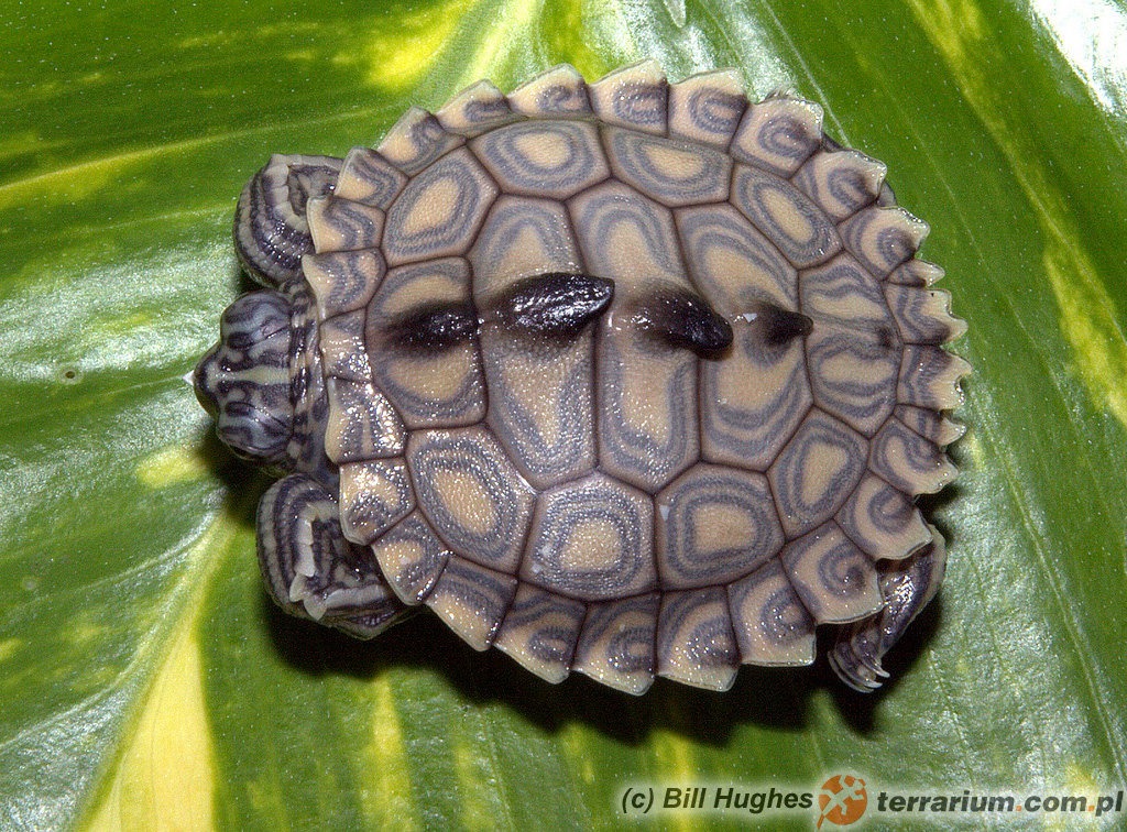 Graptemys flavimaculata – żółw, młody osobnik