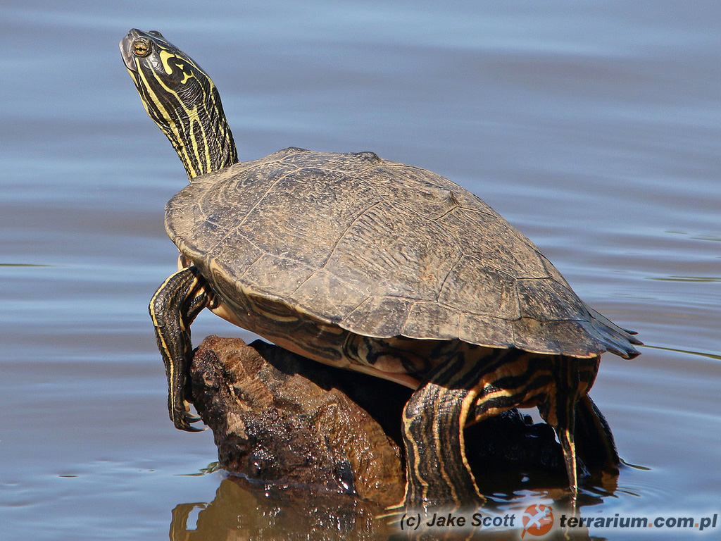Graptemys nigrinoda nigrinoda – żółw