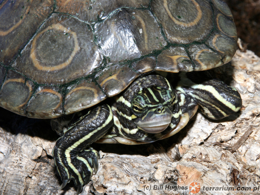 Graptemys oculifera – żółw