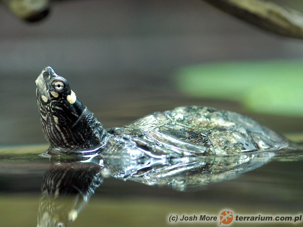 Graptemys ouachitensis – żółw