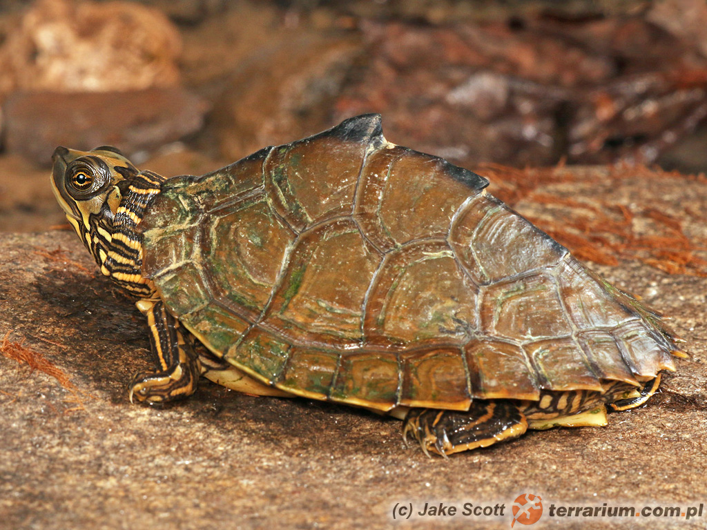 Graptemys pulchra – żółw