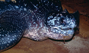 Dermochelys coriacea - żółw skórzasty