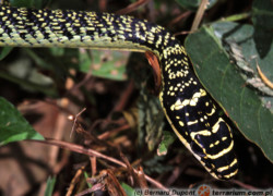Chrysopelea ornata – nadobnik ozdobny