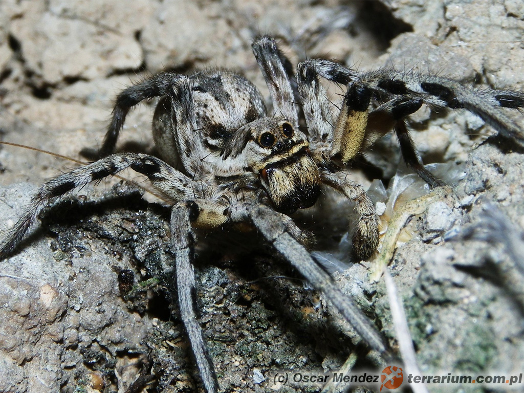 Lycosa tarantula – tarantula włoska
