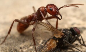 Polyergus rufescens – mrówka amazonka