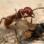Polyergus rufescens - mrówka amazonka