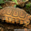 Kinixys erosa - żółw zawiasowy