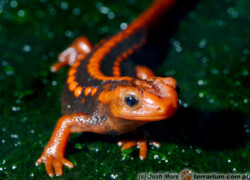 Tylototriton shanjing – traszka mandaryńska