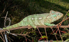 Furcifer oustaleti – kameleon olbrzymi