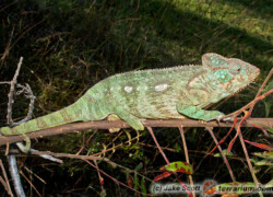 Furcifer oustaleti – kameleon olbrzymi