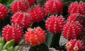 Gymnocalycium – gymnokalycium