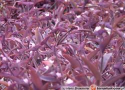 Tradescantia – trzykrotka