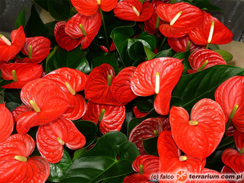 Anthurium anturium, kitnia Terrarium