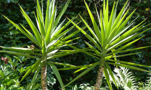 Yucca elephantipes – jukka gwatemalska