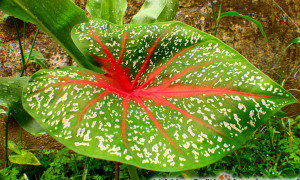 Caladium – kaladium