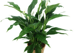 Spatyphyllum – skrzydłokwiat