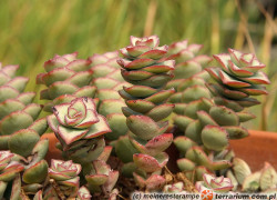 Crassula – grubosz