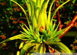 Tillandsia – oplątwa