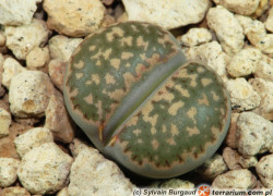 Lithops – żywy kamień