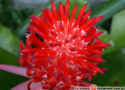 Billbergia – bilbergia