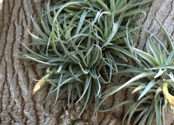 Beaucarnea recurvata – nolina