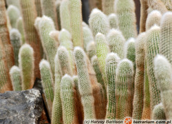 Cleistocactus – kleistokaktus