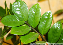 Zamioculcas – zamiokulkas