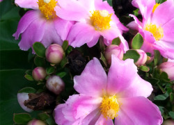 Peireskia – pereskia