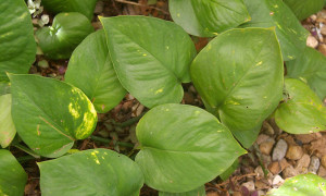 Epipremnum aureum – epipremnum złote