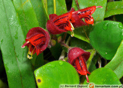 Aeschynanthus – eszynantus