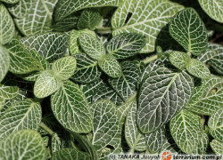 Fittonia – fittonia