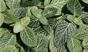 Fittonia – fittonia