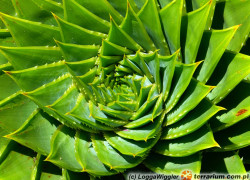 Aloe – aloes