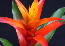 Bromeliaceae – bromeliowate, ananasowate, zapylcowate