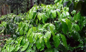 Coffea – kawa