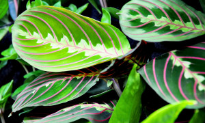 Maranta – maranta