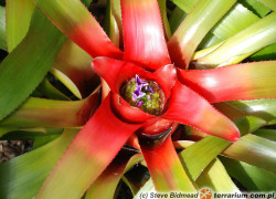 Neoregelia – neoregelia