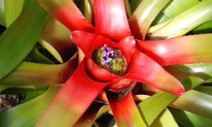 Neoregelia – neoregelia