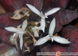 Cryptanthus – skrytokwiat