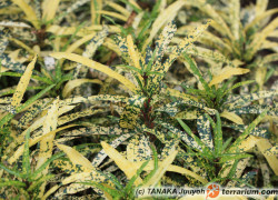 Codiaeum – kroton, trójskrzyn pstry
